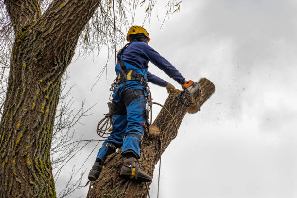 Professional  Tree Services in High Rolls, NM