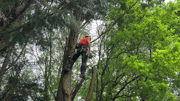 Best Tree Disease Treatment  in High Rolls, NM